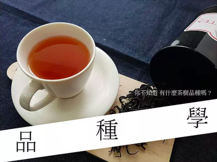 茶樹品種知多少 茶品種資料庫 台茶幾號 你還有不知道的茶樹品種嗎 說出品種更專業 荼公子 Han Yi 韓奕